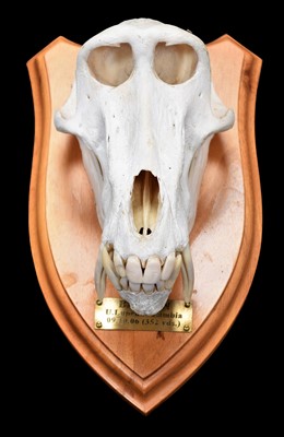 Lot 252 - Skulls/Anatomy: Chacma Baboon Skull (Papio...