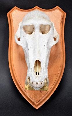 Lot 252 - Skulls/Anatomy: Chacma Baboon Skull (Papio...