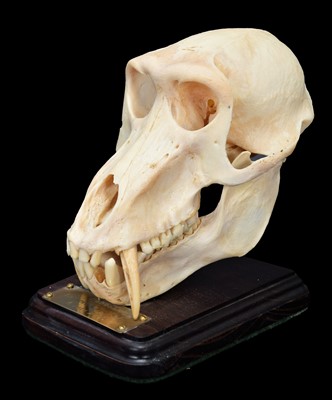 Lot 297 - Skulls/Anatomy: Chacma Baboon Skull (Papio...