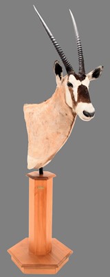 Lot 273 - Taxidermy: Gemsbok Oryx Pedestal Mount...