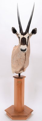 Lot 273 - Taxidermy: Gemsbok Oryx Pedestal Mount...