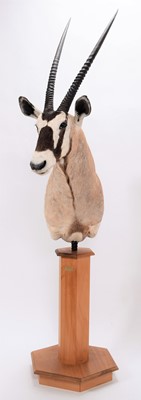 Lot 273 - Taxidermy: Gemsbok Oryx Pedestal Mount...