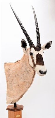 Lot 273 - Taxidermy: Gemsbok Oryx Pedestal Mount...