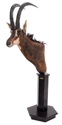 Lot 254 - Taxidermy: Southern Sable Antelope Pedestal...