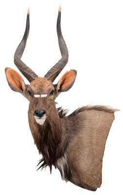 Lot 283 - Taxidermy: Lowland Nyala (Nyala angasii),...