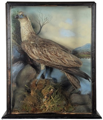 Lot 97 - Taxidermy: A Late Victorian Cased European...