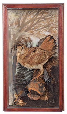 Lot 278 - Taxidermy: A Wall Cased Woodcock (Scolopax),...