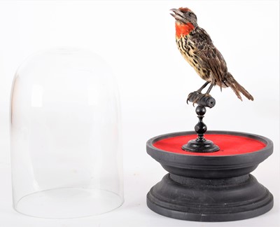 Lot 185 - Taxidermy: A Late Victorian Black-Spotted...