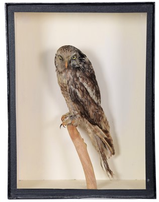 Lot 108 - Taxidermy: A Late Victorian Northern Hawk-Owl...