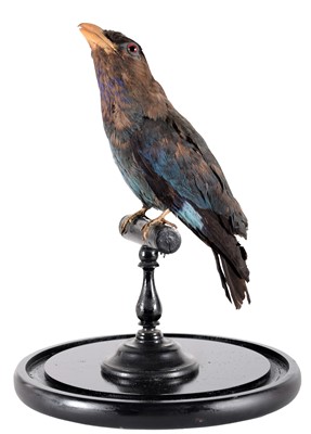 Lot 147 - Taxidermy: A Late Victorian Oriental...