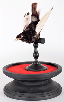 Lot 174 - Taxidermy: A Late Victorian Pompadour Cotinga...
