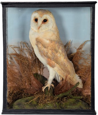 Lot 114 - Taxidermy: A Late Victorian Cased Barn Owl...