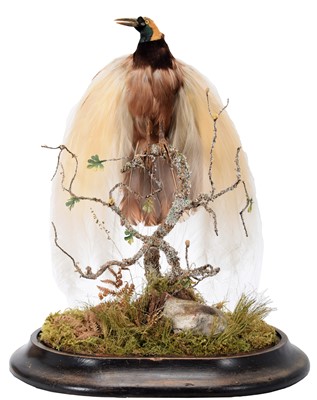 Lot 177 - Taxidermy: A Late Victorian Greater Bird of...