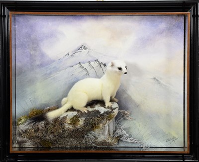 Lot 78 - Taxidermy: A Wall Cased Pure White Ermine...