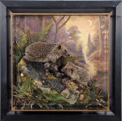 Lot 74 - Taxidermy: A Wall Cased European Hedgehog and...