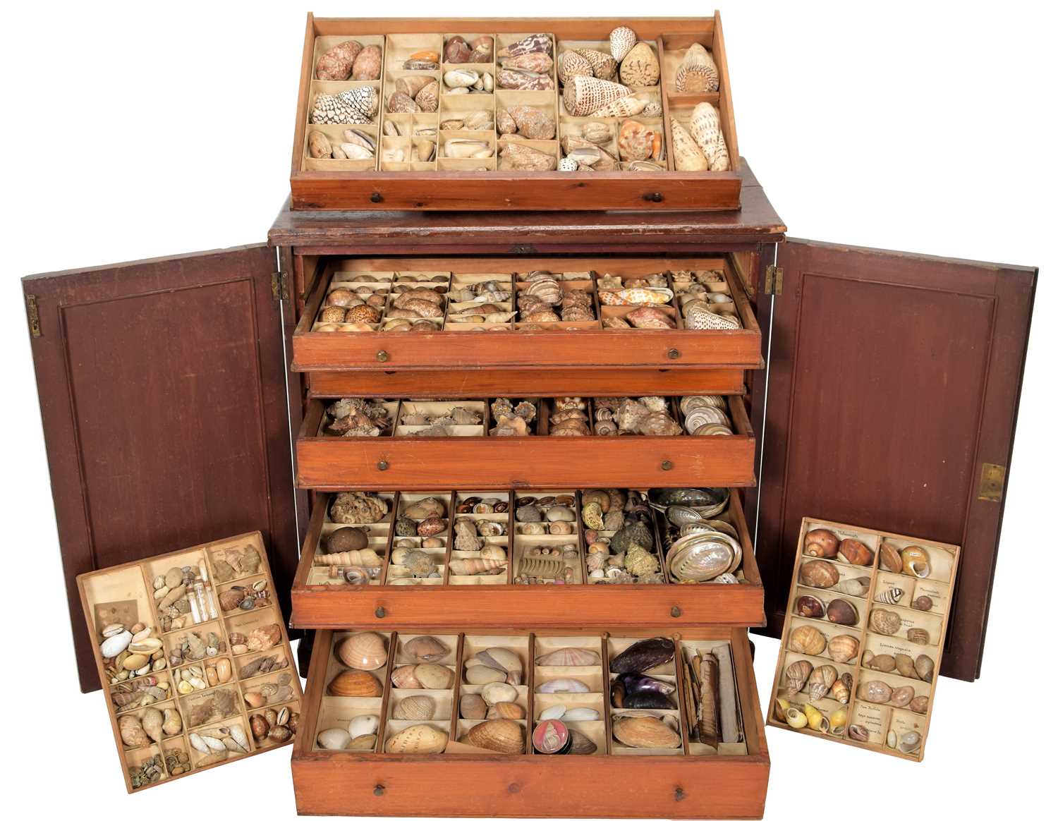 Natural History A Very Rare Collection Of World Seashells Barnebys natural-history-a-very-rare-collection-of-world-seashells-barnebys