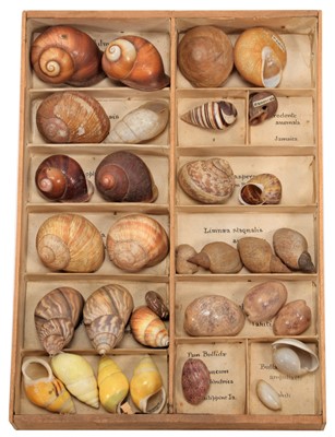 Lot 249 - Natural History: A Very Rare Collection of...