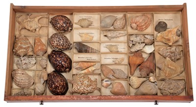 Lot 249 - Natural History: A Very Rare Collection of...