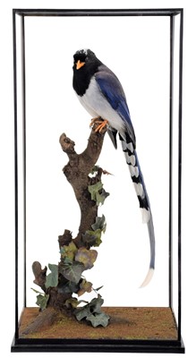 Lot 151 - Taxidermy: A Table Cased Red-Billed Blue...