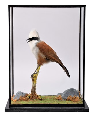 Lot 144 - Taxidermy: A Table Cased White-Crested...