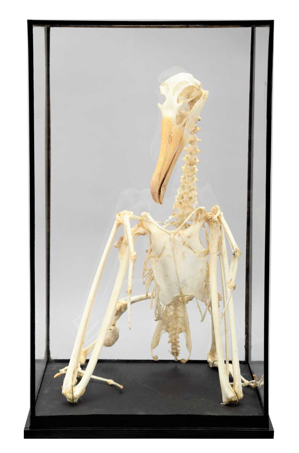 Lot 159 - Skeleton/Anatomy: A Cased Albatross Skeleton,