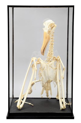 Lot 159 - Skeleton/Anatomy: A Cased Albatross Skeleton,...