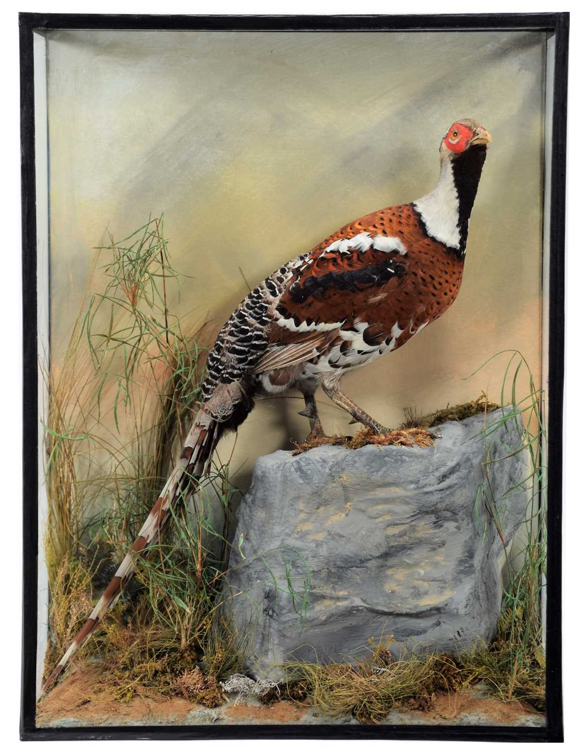 Lot 162 - Taxidermy: An Unusual Cased Elliot's Pheasant...