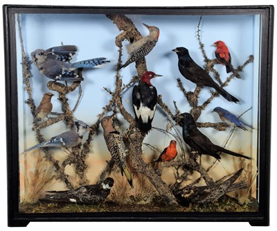 Lot 173 - Taxidermy: A Cased Diorama of North American...