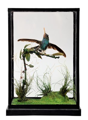 Lot 180 - Taxidermy: A Table Cased Blue-Capped...