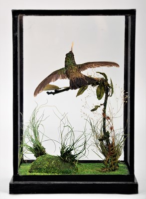 Lot 180 - Taxidermy: A Table Cased Blue-Capped...