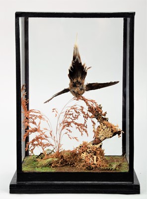 Lot 171 - Taxidermy: A Table Cased Long-Tailed Hermit...