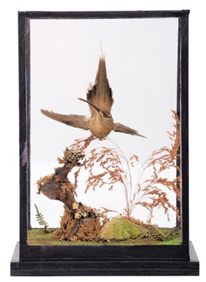 Lot 171 - Taxidermy: A Table Cased Long-Tailed Hermit...