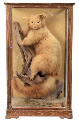 Lot 143 - Taxidermy: A Cased Late Victorian New Zealand...