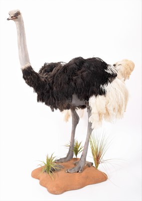 Lot 278 - Taxidermy: A Common Ostrich (Struthio camelus),...