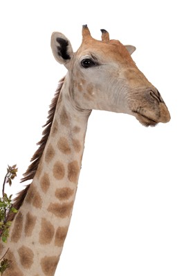 Lot 289 - Taxidermy: A Southern Giraffe Shoulder Mount...