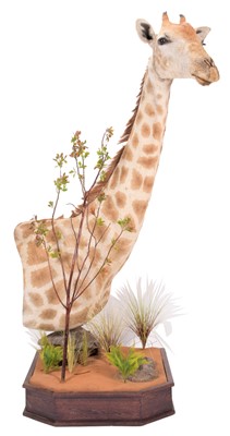 Lot 289 - Taxidermy: A Southern Giraffe Shoulder Mount...