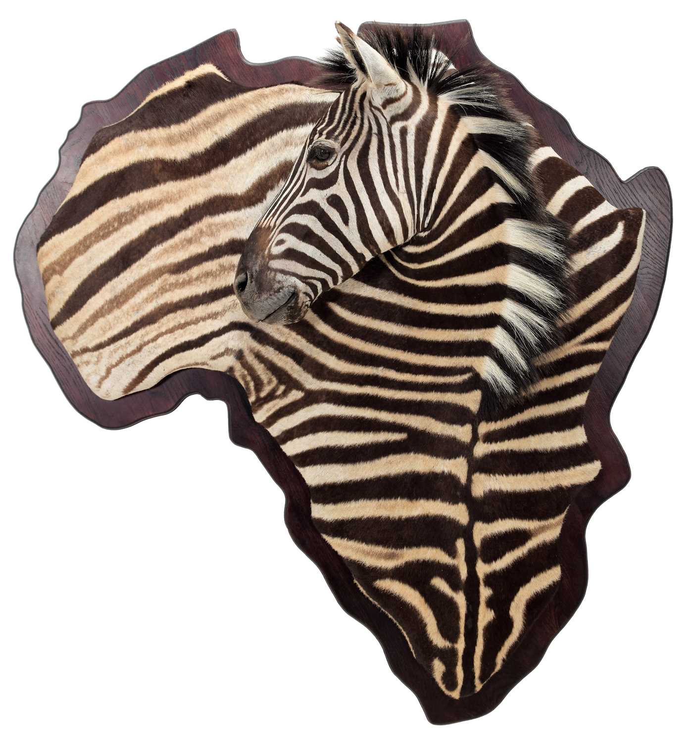 Lot 234 - Taxidermy: A Burchell's Zebra Shoulder Mount...