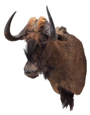 Lot 290 - Taxidermy: Black Wildebeest (Connochaetes...