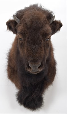 Lot 170 - Taxidermy: North American Buffalo (Bison...