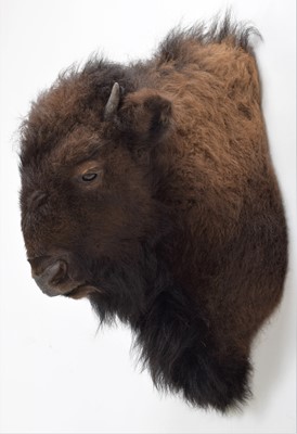 Lot 170 - Taxidermy: North American Buffalo (Bison...