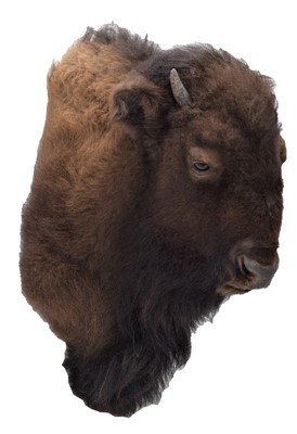 Lot 170 - Taxidermy: North American Buffalo (Bison...