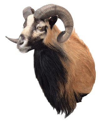 Lot 24 - Taxidermy: Corsican Sheep (Ovis aries), circa...