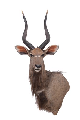 Lot 313 - Taxidermy: Lowland Nyala (Nyala angasii),...