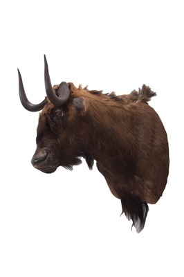 Lot 240 - Taxidermy: Black Wildebeest (Connochaetes...