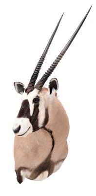 Lot 77 - Taxidermy: Gemsbok Oryx (Oryx gazella), circa...