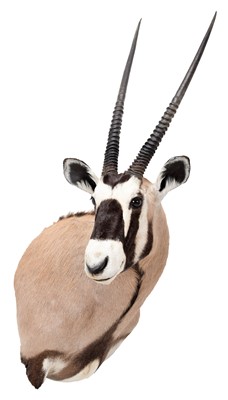 Lot 77 - Taxidermy: Gemsbok Oryx (Oryx gazella), circa...