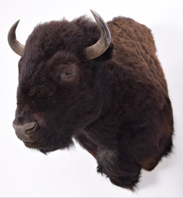 Lot 137 - Taxidermy: North American Buffalo (Bison...