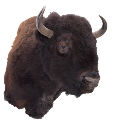 Lot 137 - Taxidermy: North American Buffalo (Bison...