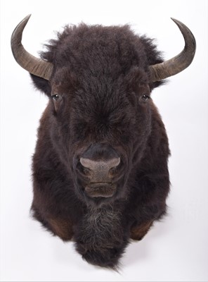 Lot 137 - Taxidermy: North American Buffalo (Bison...