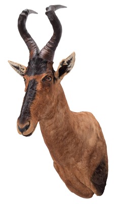 Lot 137 - Taxidermy: Cape Red Hartebeest (Alcelaphus...
